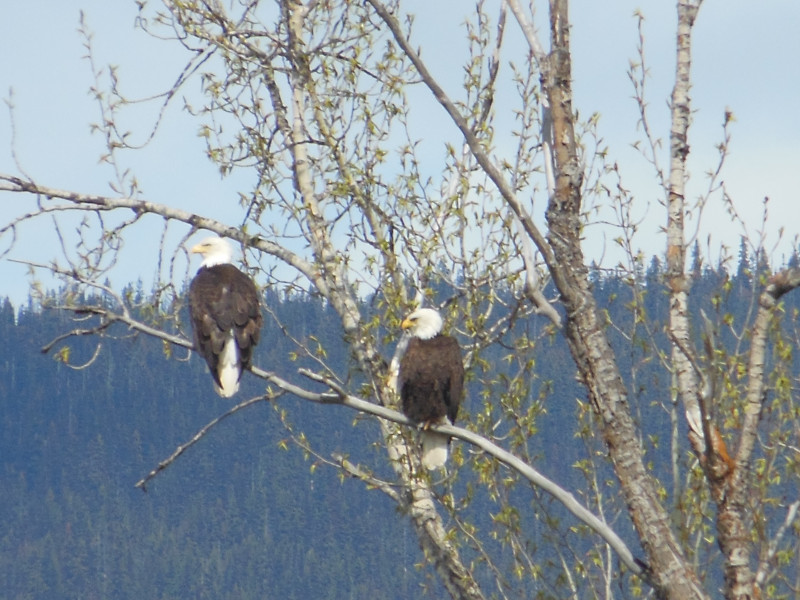 Eagle in trees of wells gray park